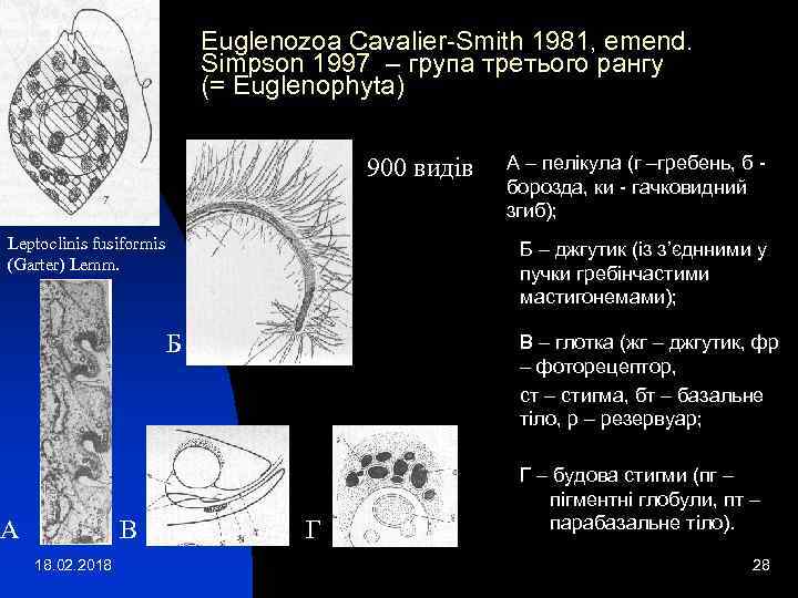 Euglenozoa Cavalier-Smith 1981, emend. Simpson 1997 – група третього рангу (= Euglenophyta) 900 видів