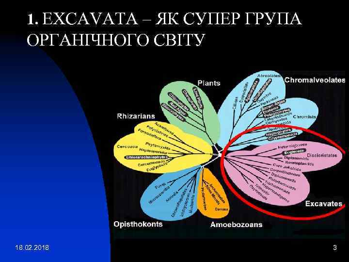 1. EXСAVATA – ЯК СУПЕР ГРУПА ОРГАНІЧНОГО СВІТУ 18. 02. 2018 3 