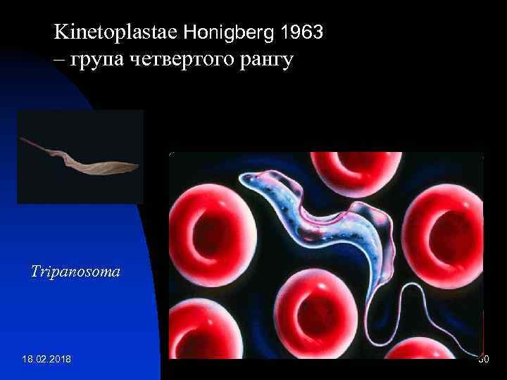 Kinetoplastae Honigberg 1963 – група четвертого рангу Tripanosoma 18. 02. 2018 30 
