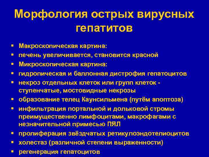 Морфология острых вирусных гепатитов § § § § § Макроскопическая картина: печень увеличивается, становится