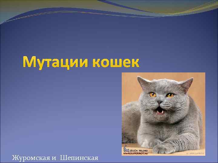 Мутации кошек Журомская и Шепинская 