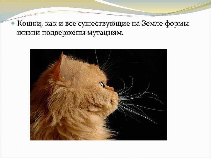  Кошки, как и все существующие на Земле формы жизни подвержены мутациям. 