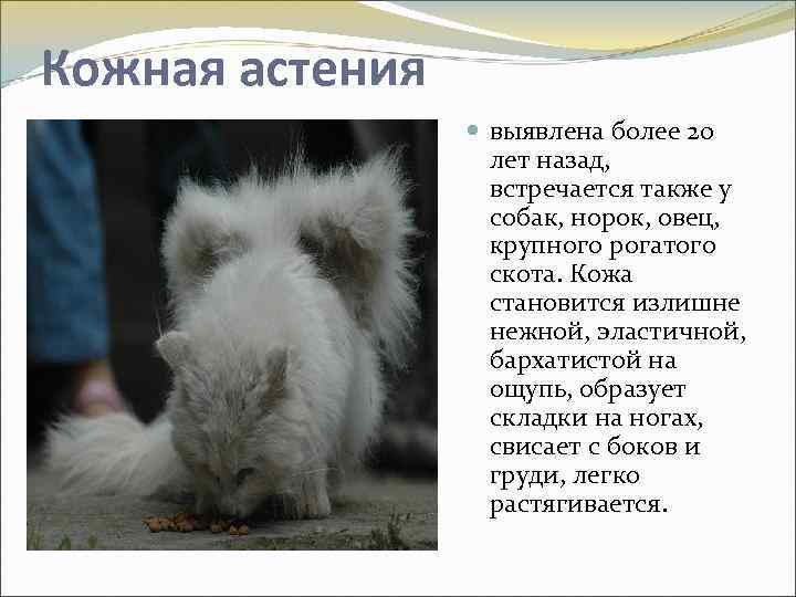 Кожная астения выявлена более 20 лет назад, встречается также у собак, норок, овец, крупного
