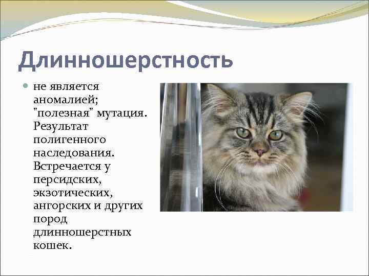 Длинношерстность не является аномалией; 