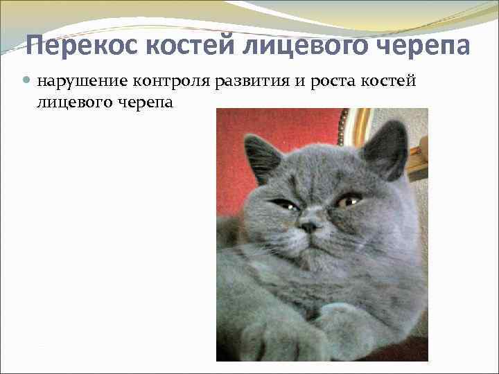 Перекос костей лицевого черепа нарушение контроля развития и роста костей лицевого черепа 