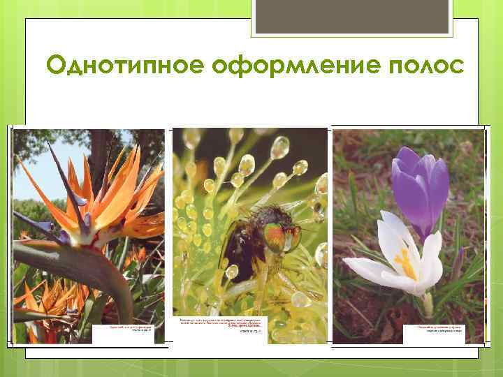 Однотипное оформление полос 