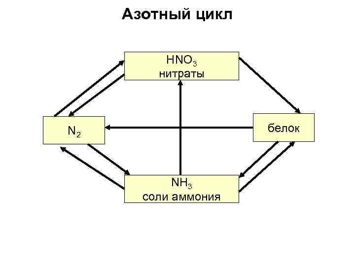 Азотный цикл HNO 3 нитраты белок N 2 NH 3 соли аммония 