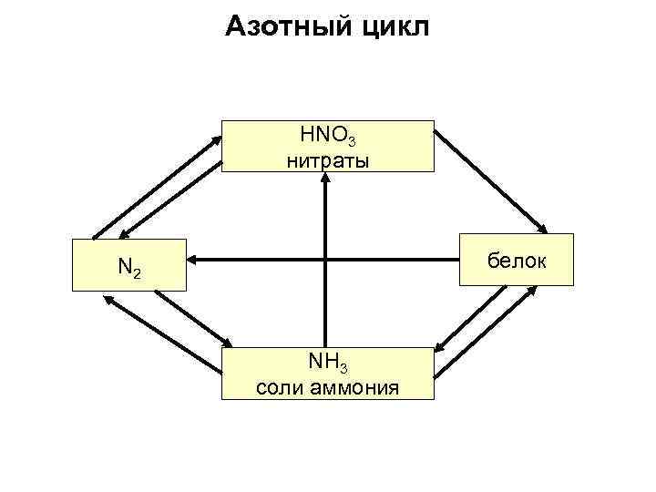 Азотный цикл HNO 3 нитраты белок N 2 NH 3 соли аммония 