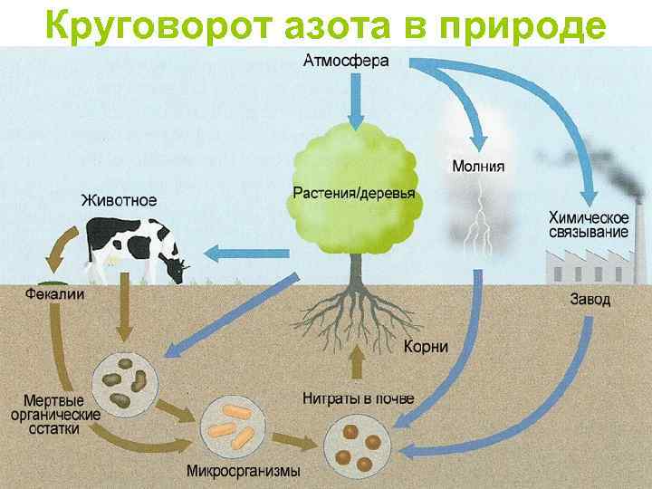 Круговорот азота в природе 