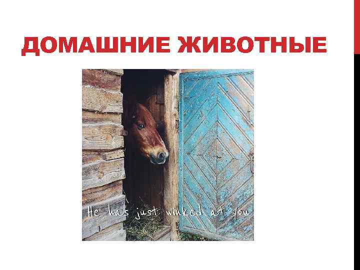 ДОМАШНИЕ ЖИВОТНЫЕ 