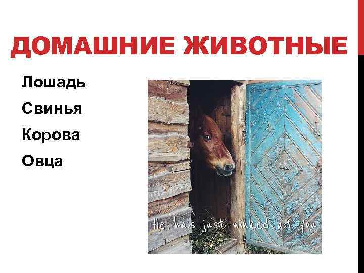 ДОМАШНИЕ ЖИВОТНЫЕ Лошадь Свинья Корова Овца 