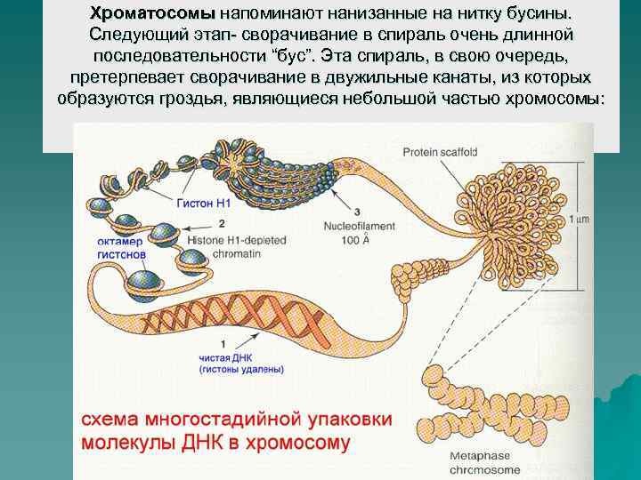 Хроматосомы напоминают нанизанные на нитку бусины. Следующий этап- сворачивание в спираль очень длинной последовательности