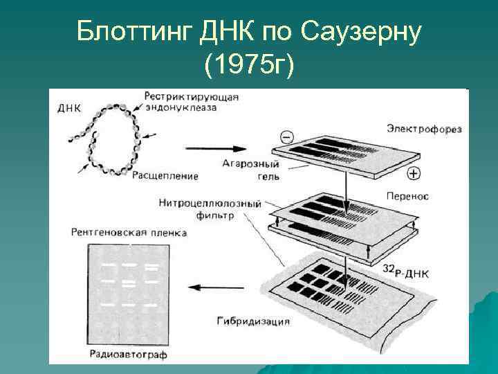 Блоттинг ДНК по Саузерну (1975 г) 