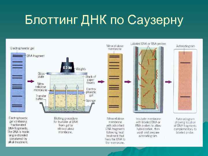 Блоттинг ДНК по Саузерну 