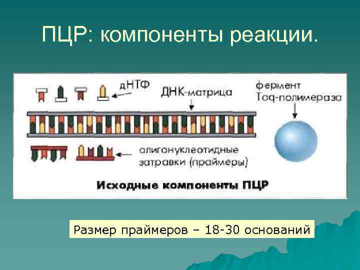 ПЦР: компоненты реакции. Размер праймеров – 18 -30 оснований 