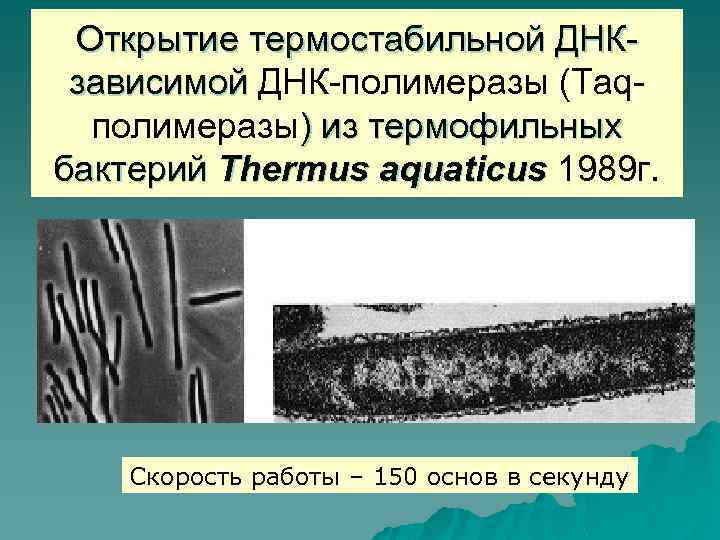 Открытие термостабильной ДНКзависимой ДНК-полимеразы (Taqполимеразы) из термофильных бактерий Thermus aquaticus 1989 г. Скорость работы