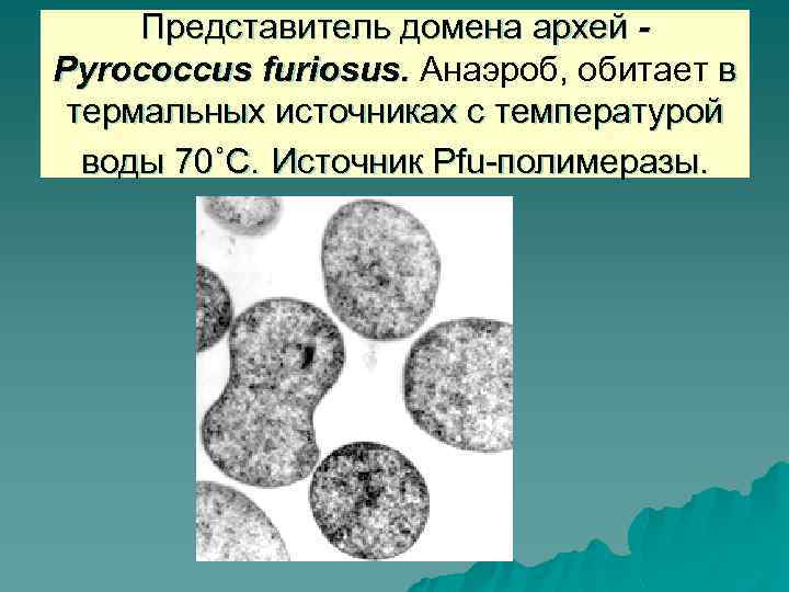 Представитель домена архей Pyrococcus furiosus. Анаэроб, обитает в термальных источниках с температурой воды 70˚С.