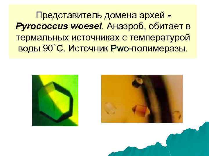 Представитель домена архей Pyrococcus woesei. Анаэроб, обитает в термальных источниках с температурой воды 90˚С.