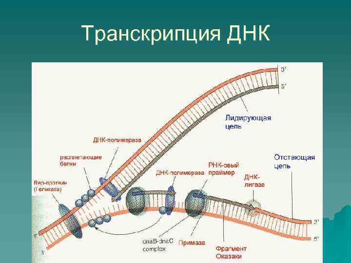 Транскрипция ДНК 