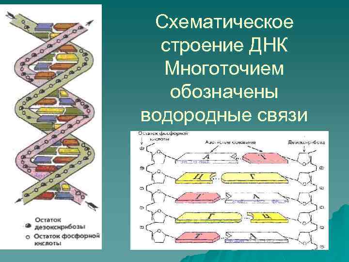 Схематическое строение ДНК Многоточием обозначены водородные связи 