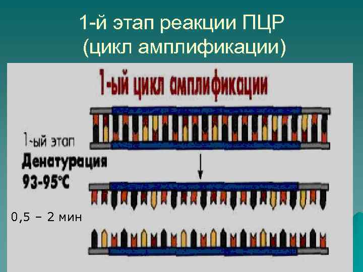 1 -й этап реакции ПЦР (цикл амплификации) 0, 5 – 2 мин 