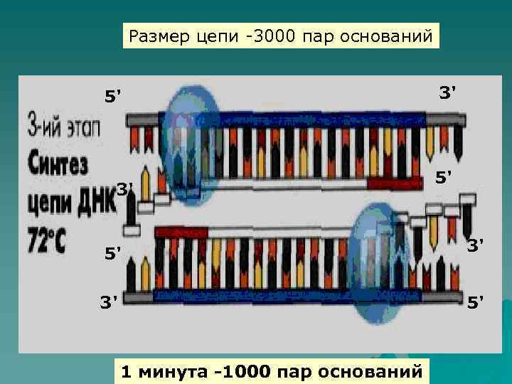 Размер цепи -3000 пар оснований 5' 3' 3' 5' 1 минута -1000 пар оснований