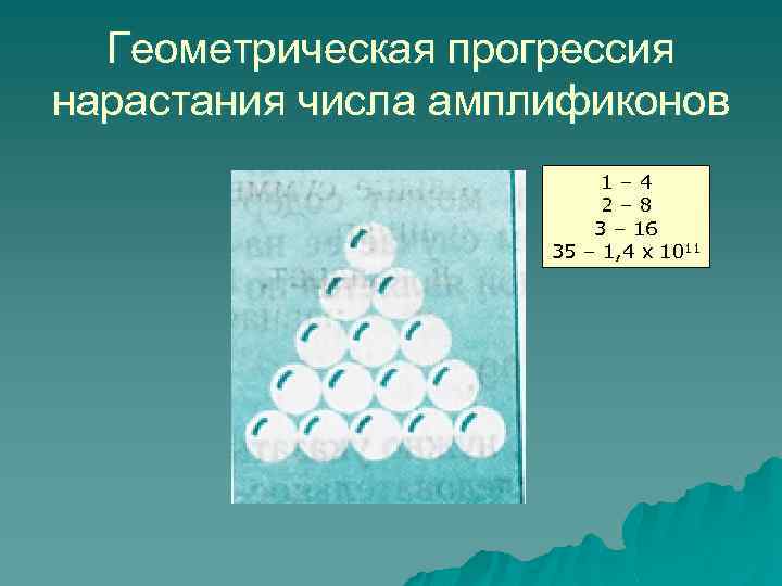 Геометрическая прогрессия нарастания числа амплификонов 1– 4 2– 8 3 – 16 35 –