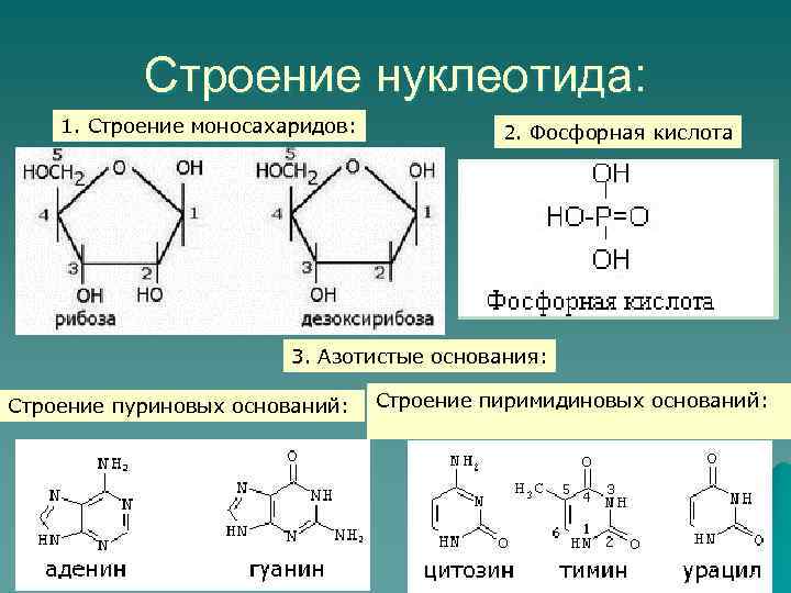 Все представленные на схеме вещества кроме двух имеют в своем составе азотистое основание аденин