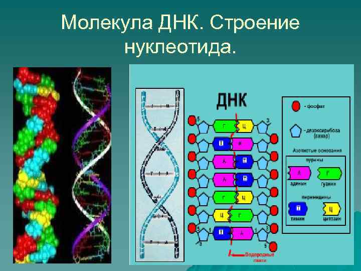 Молекула ДНК. Строение нуклеотида. 