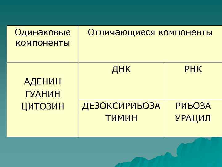 Одинаковые компоненты Отличающиеся компоненты ДНК АДЕНИН ГУАНИН ЦИТОЗИН РНК ДЕЗОКСИРИБОЗА ТИМИН РИБОЗА УРАЦИЛ 