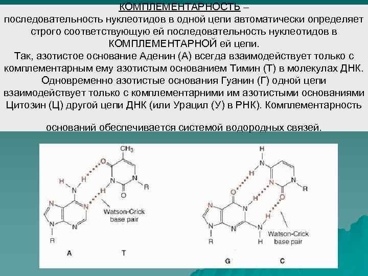 КОМПЛЕМЕНТАРНОСТЬ – последовательность нуклеотидов в одной цепи автоматически определяет строго соответствующую ей последовательность нуклеотидов