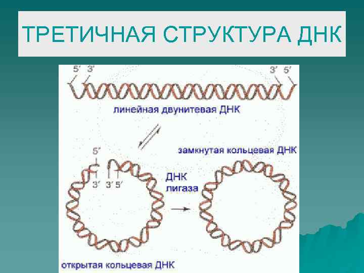 ТРЕТИЧНАЯ СТРУКТУРА ДНК 