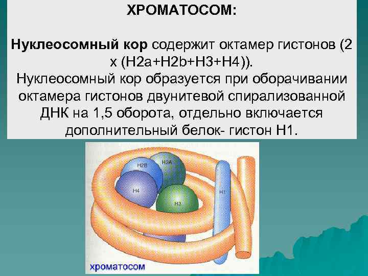 ХРОМАТОСОМ: Нуклеосомный кор содержит октамер гистонов (2 х (Н 2 а+Н 2 b+H 3+H