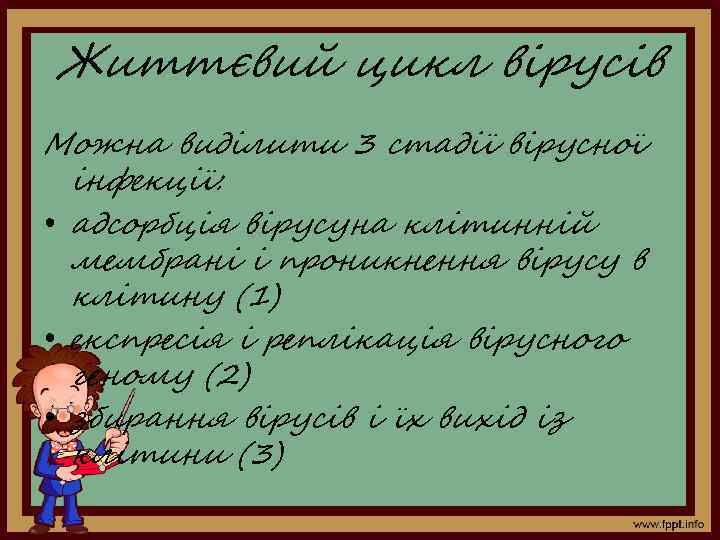 Життєвий цикл вірусів Можна виділити 3 стадії вірусної інфекції: • адсорбція вірусуна клітинній мембрані