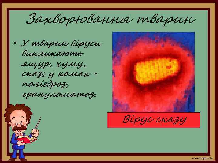 Захворювання тварин • У тварин віруси викликають ящур, чуму, сказ; у комах поліедроз, грануломатоз.