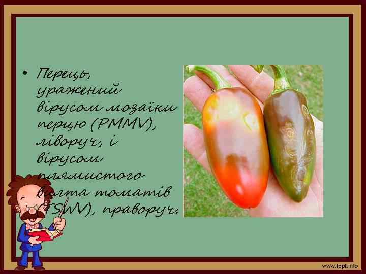  • Перець, уражений вірусом мозаїки перцю (PMMV), ліворуч, і вірусом плямистого вилта томатів