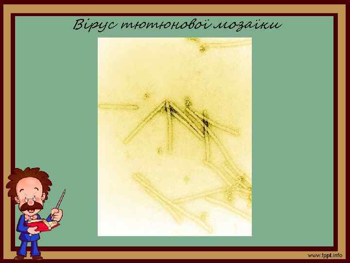 Вірус тютюнової мозаїки 