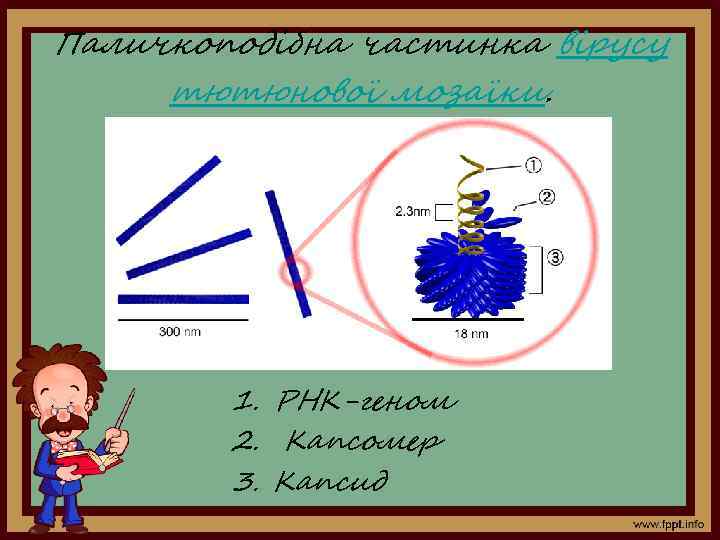 Паличкоподібна частинка вірусу тютюнової мозаїки. 1. РНК-геном 2. Капсомер 3. Капсид 