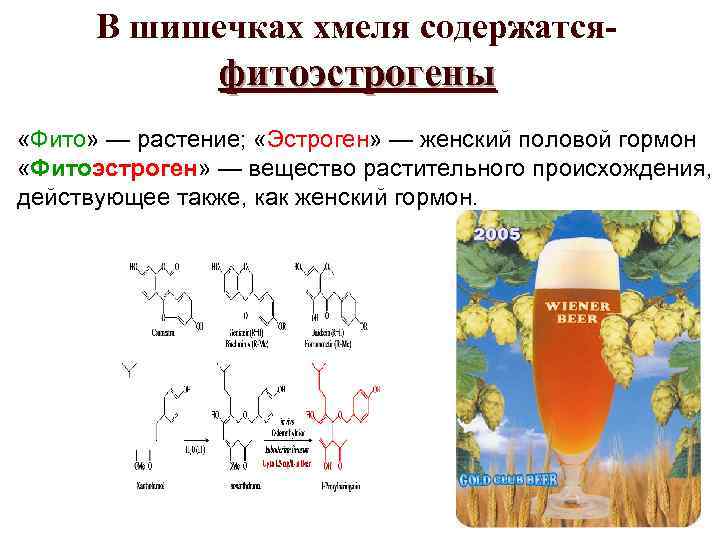 В шишечках хмеля содержатся- фитоэстрогены «Фито» — растение; «Эстроген» — женский половой гормон «Фитоэстроген»