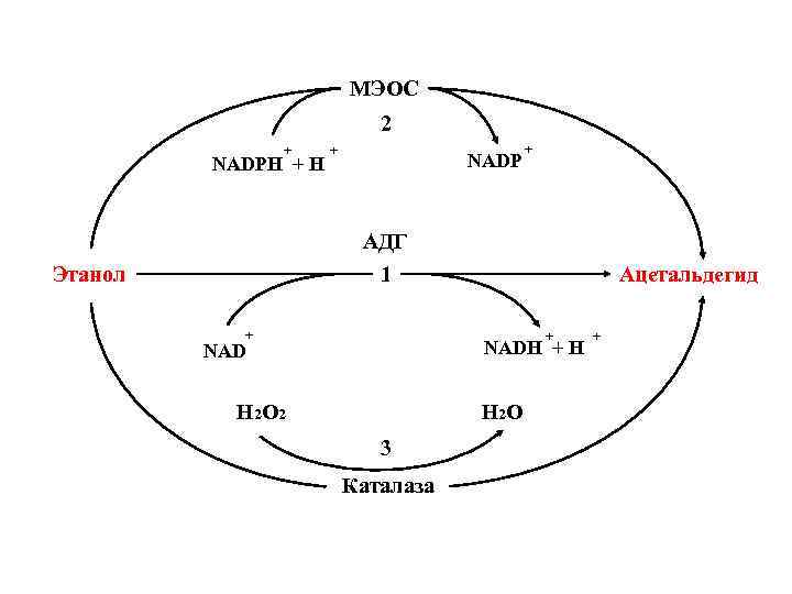 МЭОС 2 + NADPH + NADP + АДГ 1 Этанол + Ацетальдегид + NADH