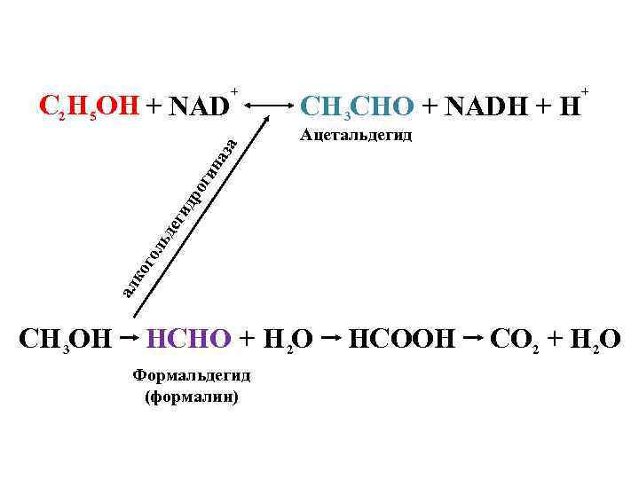 СH 3 CHО + NADH + Ацетальдегид ал ко го ль де ги др