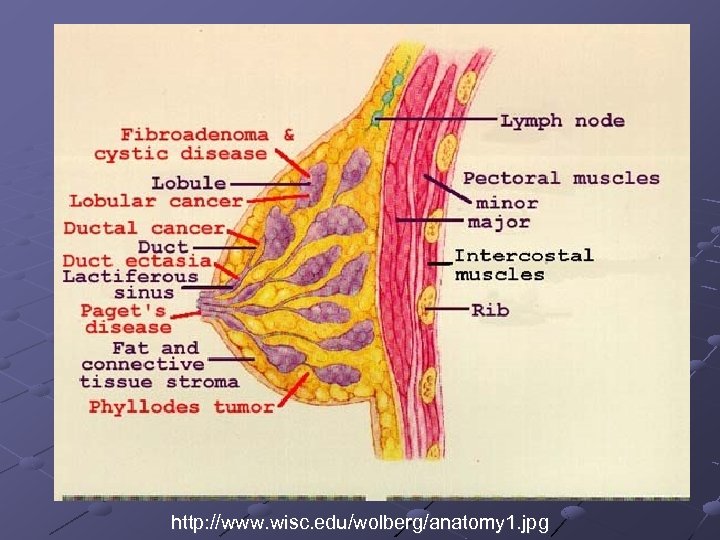 http: //www. wisc. edu/wolberg/anatomy 1. jpg 