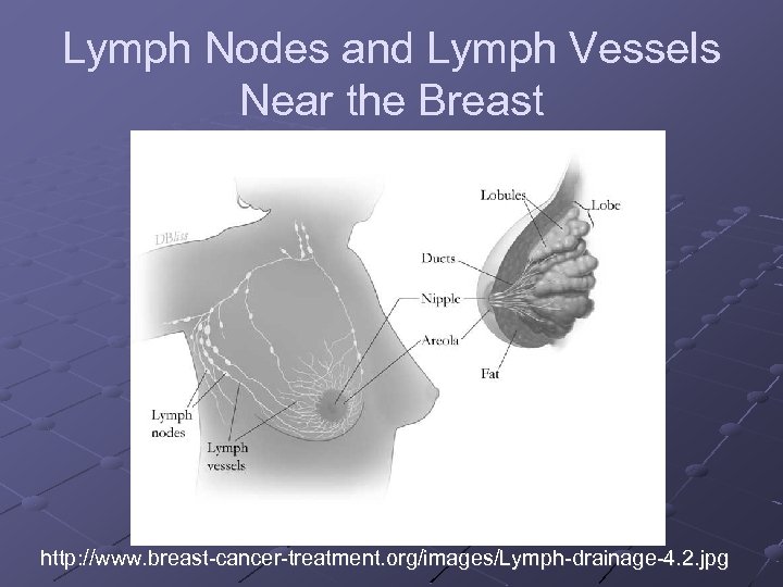 Lymph Nodes and Lymph Vessels Near the Breast http: //www. breast-cancer-treatment. org/images/Lymph-drainage-4. 2. jpg