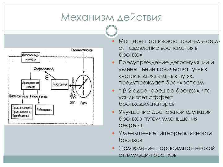 Механизм действия Мощное противовоспалительное д- е, подавление воспаления в бронхах Предупреждение дегрануляции и уменьшение