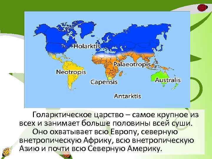 Голарктическое царство – самое крупное из всех и занимает больше половины всей суши. Оно