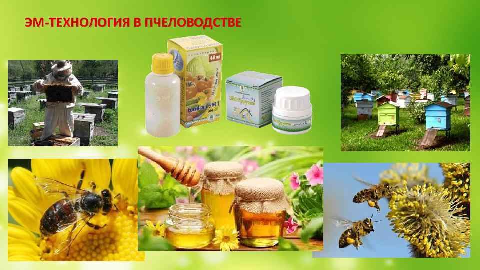 ЭМ-ТЕХНОЛОГИЯ В ПЧЕЛОВОДСТВЕ 