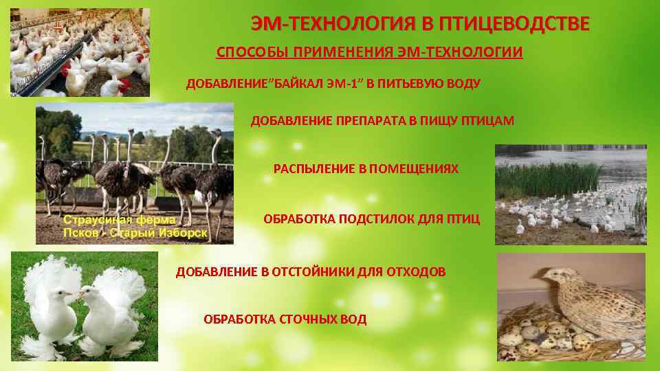 ЭМ-ТЕХНОЛОГИЯ В ПТИЦЕВОДСТВЕ СПОСОБЫ ПРИМЕНЕНИЯ ЭМ-ТЕХНОЛОГИИ ДОБАВЛЕНИЕ”БАЙКАЛ ЭМ-1” В ПИТЬЕВУЮ ВОДУ ДОБАВЛЕНИЕ ПРЕПАРАТА В