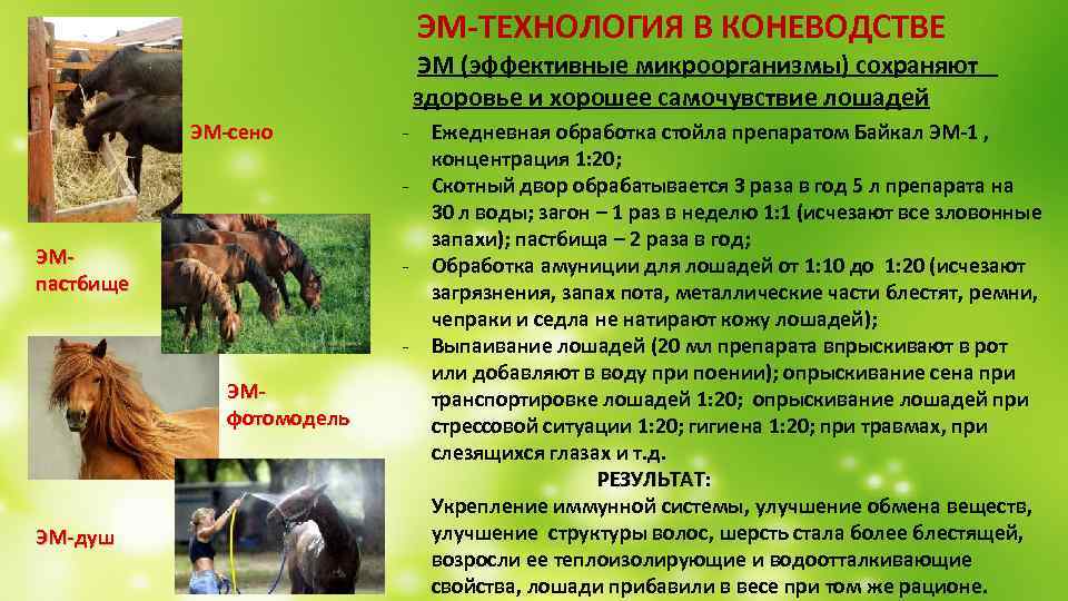  ЭМ-ТЕХНОЛОГИЯ В КОНЕВОДСТВЕ ЭМ (эффективные микроорганизмы) сохраняют здоровье и хорошее самочувствие лошадей ЭМ-сено