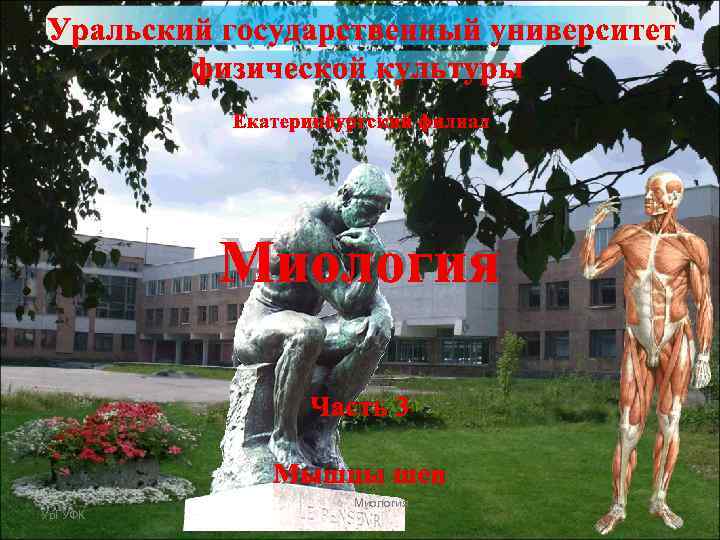 Миология Часть 3 Мышцы шеи Ур. ГУФК Миология 