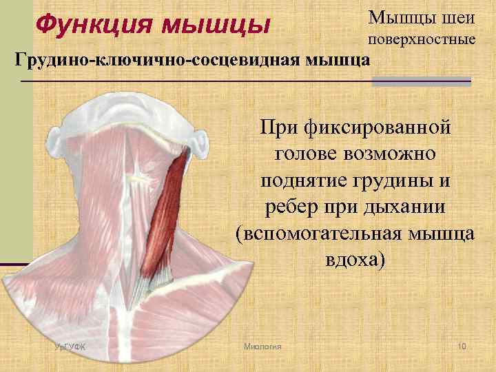 Мышцы головы и шеи анатомия презентация